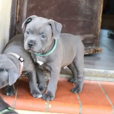 Staffie Bleus Lof 2 Mâles