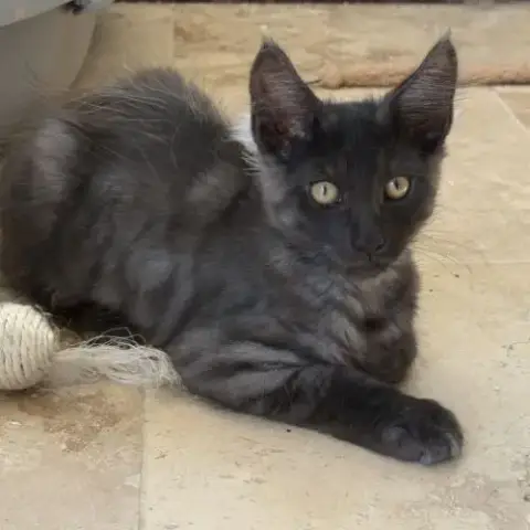 Chaton Maine Coon