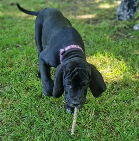 Dogue Allemand  Baccara Du Domaine Du Rupt De Mad photo 2
