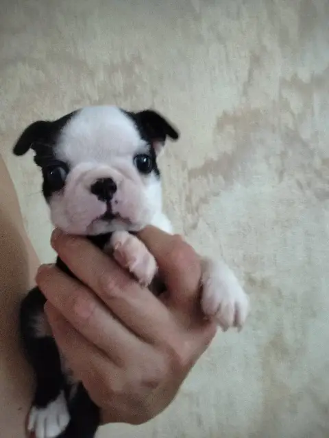 Boston Terrier  Chiot N°1 De Yu Box