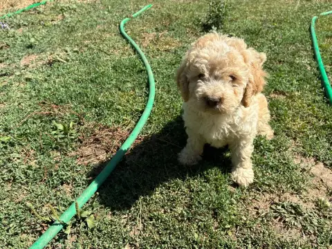 Adopter Lagotto Romagnolo 
                        Chiot N°6  deecf
