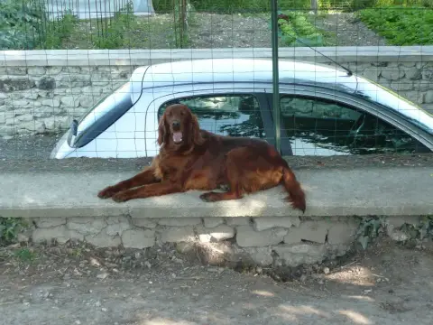 Setter Irlandais Rouge  Chiot 4 Des Bords Du Clain photo 3