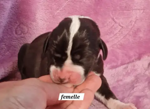 Dogue Allemand  Chiot 4 Du Domaine Du Rupt De Mad