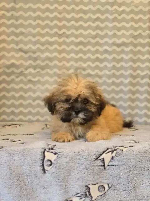 Lhassa Apso  Mr Orange Du Royaume D'Ebène photo 3