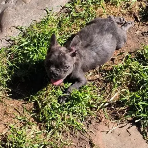 Bouledogue Fluffy