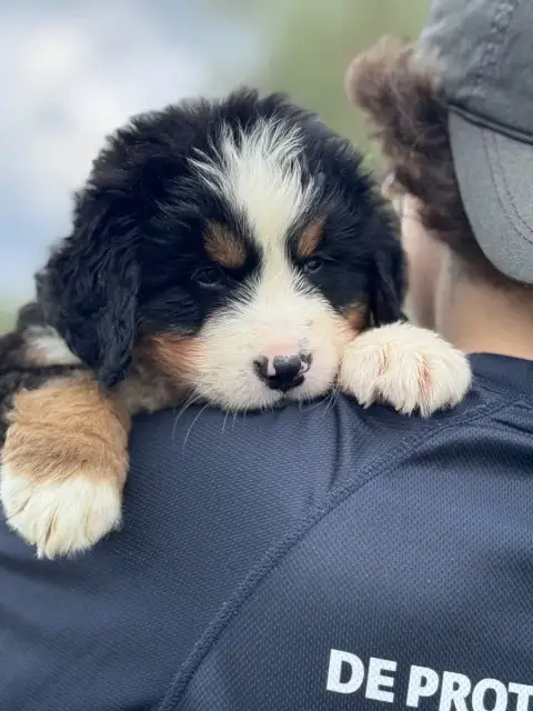 Bouvier Bernois  Bondai Collier Jaune Du Berceau De B 7cf09