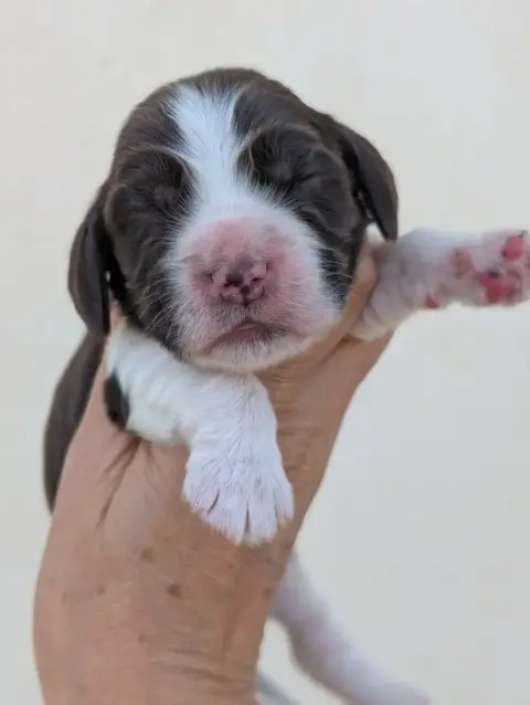 Cocker Spaniel Anglais  Chiot 5 Des Pitchoucas De Lac 399f6
