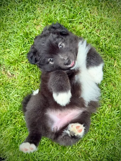 Chien Finnois De Laponie  Brisingr Arya Norhowynn photo 2