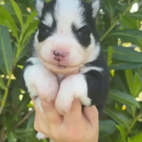 Pomsky Chiot À Réserver