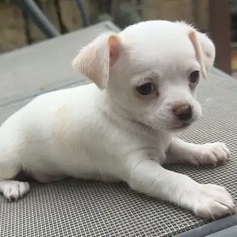 Chiot Chihuahua