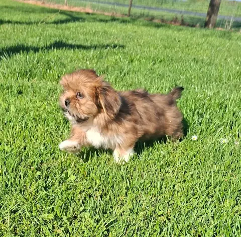 Lhassa Apso  Bambi Des Marais De Courmont photo 3