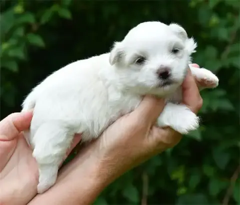 Coton De Tulear  Chiot N°1 De Dame Nature photo 2