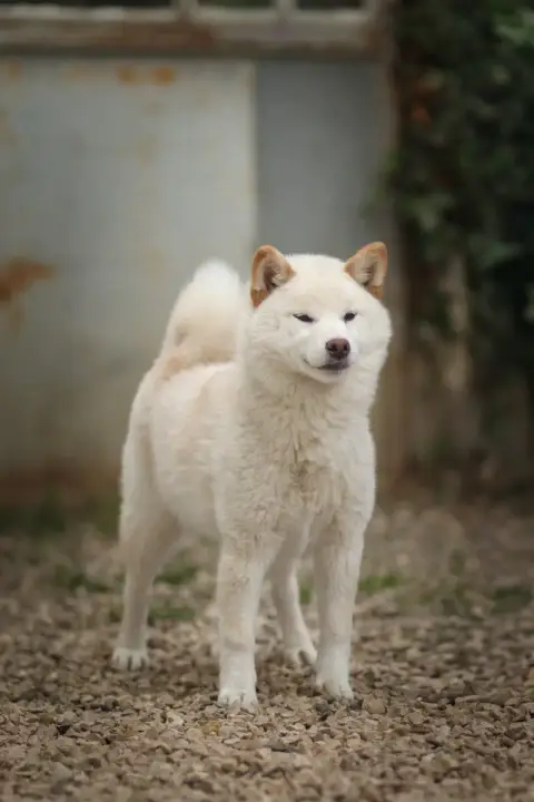 Shiba  Ame Go Gin No Tamashii photo 2