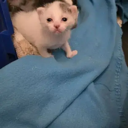 Chat Tomy À La Réservation