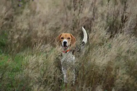 Beagle  Beurre Salé De La Vallée Caid photo 3