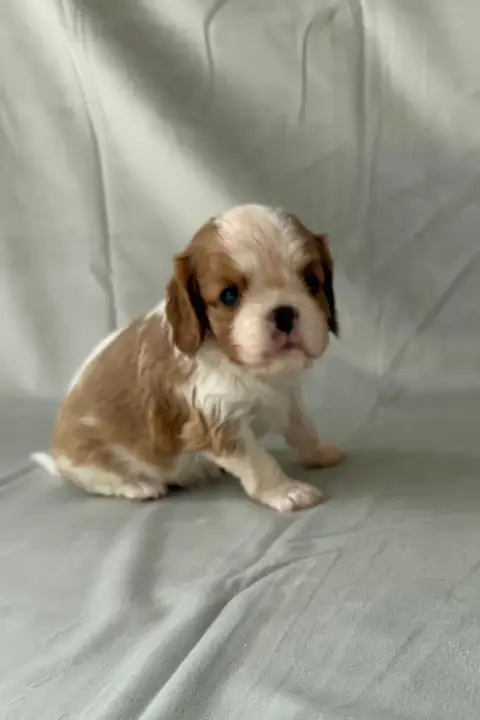 Cavalier King Charles Spaniel  Chiot N°2 De Castelbur d0546