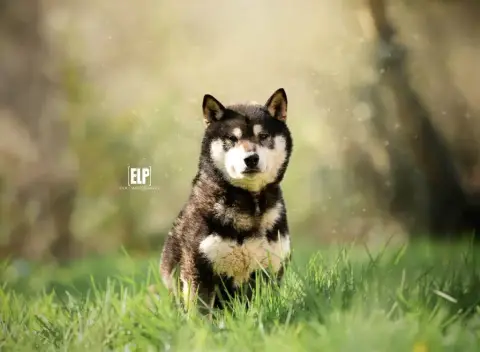 Shiba photo 3