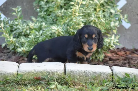 Teckel Poil Long  Chiot N°2 Du Domaine De Roujus photo 3