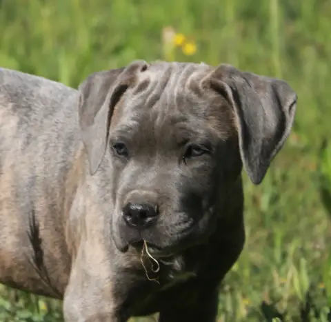 Cane Corso  Bluebelle Dei Protettori Della Corona