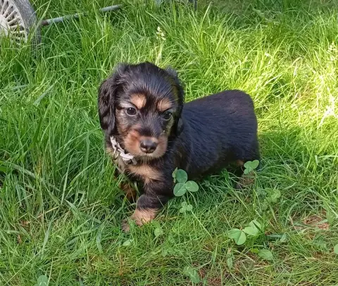 Teckel Poil Long  Chiot Gris Ace Of Wonderland photo 2