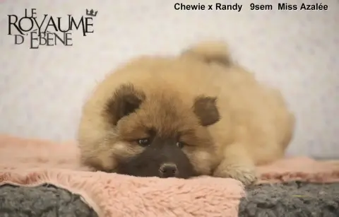 Eurasier  Azalée Du Royaume D'Ebène photo 2