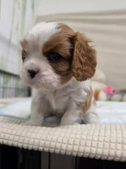 Cavalier King Charles Spaniel  Collier Bleu Des Sente 6183c