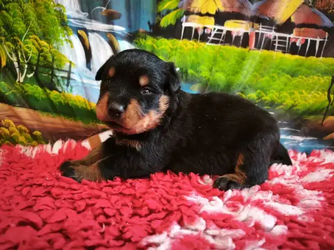 Adopter Rottweiler 
                        Mâle Collier Blan f717a