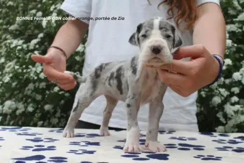 Dogue Allemand  Bonnie Du Clos Du Bonheur