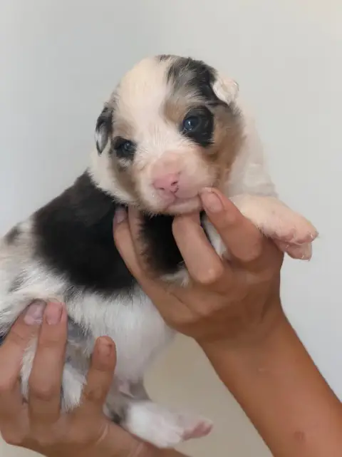 Berger Australien  Chiot 5 Au Royaume Des Jolies Perl 7b37b