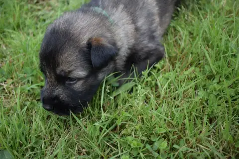 Berger Allemand Poil Long  Chiot N°1 Une Patte De Dia 50f08