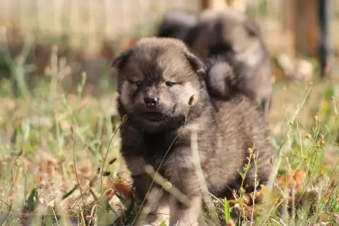 Eurasier  Collier Multicolore Du Domaine D'Alvheim photo 2