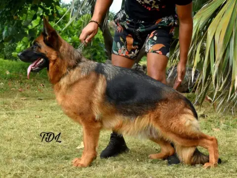 Berger Allemand  Vert Des Vergers Des Hespérides photo 2