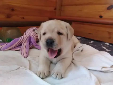 Labrador Retriever
