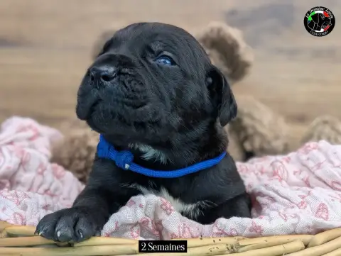 Cane Corso  Collier Bleu De La Treizieme Legion