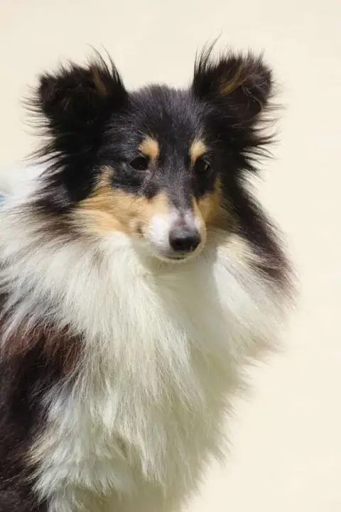 Shetland Sheepdog  2 Du Domaine Des Airaudes photo 3