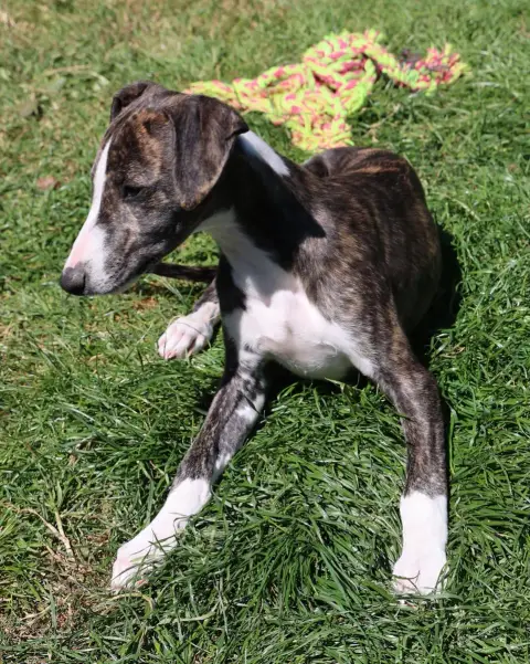 Whippet  Baian Ha Du De Enez Leñvenn
