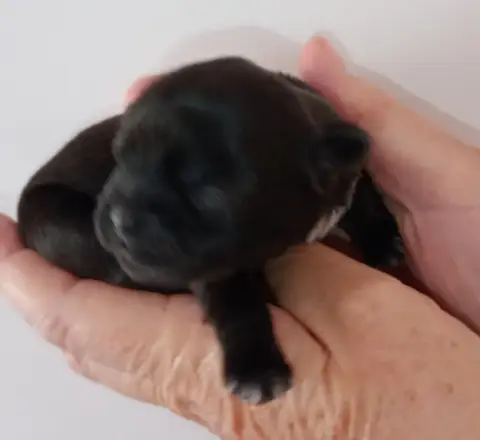 Shih Tzu  Chiot 4 Du Domaine Des Plaines D'Argent