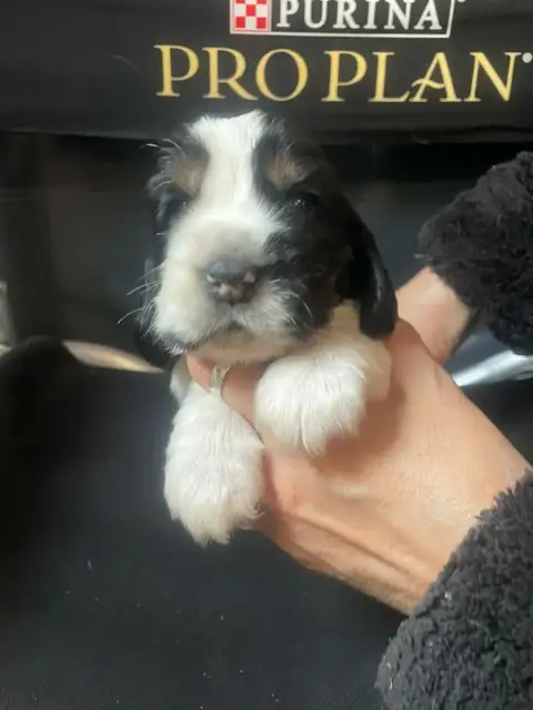 Cocker Spaniel Anglais  Chiot N°5 Des Joyaux Du Petit ec5e3