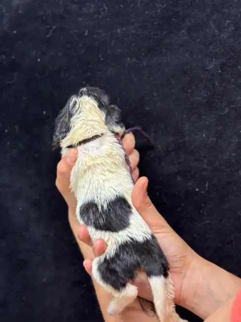 Basset Hound  Basilice Collier Bordeauxnbtricolore Du 1eaf9 photo 2