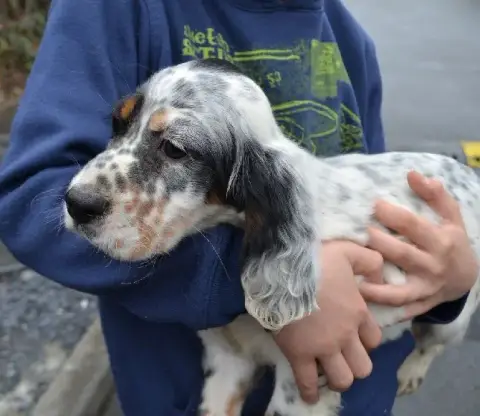 Setter Anglais  Chiot 4 Des Sentiers De La Douyne photo 2