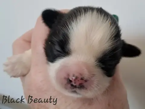 Shih Tzu  Black Beauty Soclemax