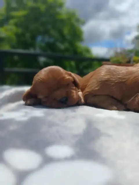 Cavalier King Charles Spaniel  Chiot N°4 Des Merveill dfd73