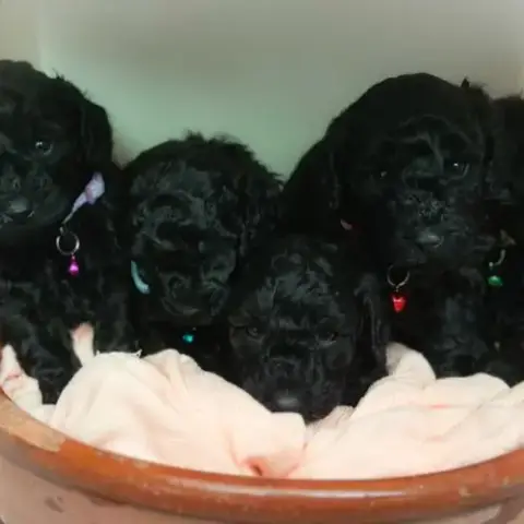 Femelle Caniche Nain Noir Lof