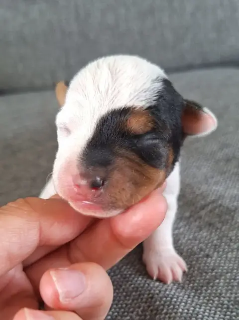 Parson Russell Terrier  Chiot 1 Des Arrêts De Cremont ec893 photo 3