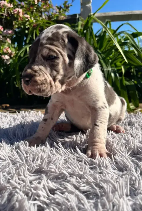 Dogue Allemand  Arlequine Collier Vert Des Terres De  00ee1