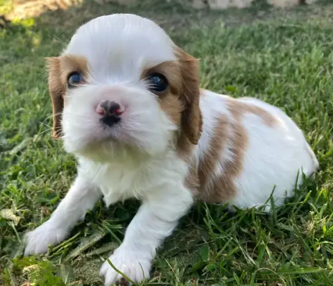 Cavalier King Charles Spaniel  Chiot N°1 Des Collines 2603e