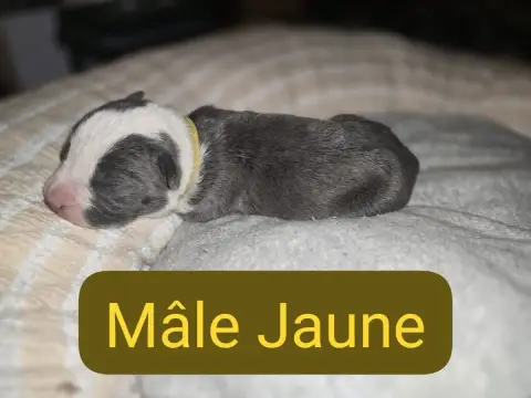American Staffordshire Terrier  B... Du Royaume De Tc f23c8 photo 2