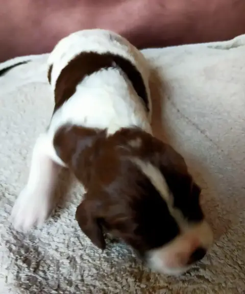 Epagneul Français  Chiot N°6 Des Terres Du Doux Lieu 207a6