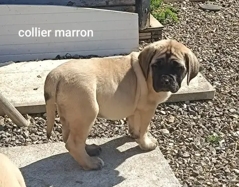 Mastiff  Chiot N°3 Des Joyaux D'Hades