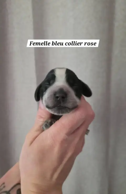Cocker Spaniel Anglais  Collier Rose Du Domaine De L' 91004